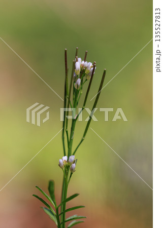 食べられる道端の白い花ミチタネツケバナ 食べられる道端の白い花ミチタネツケバナ 135527813
