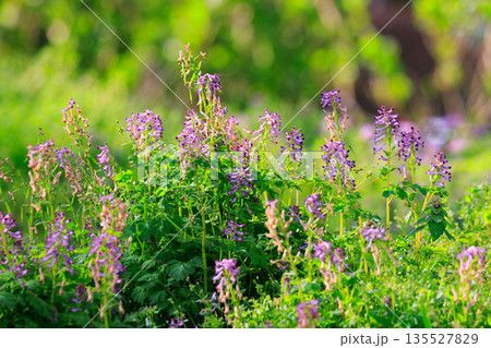 独特な筒状の紫色の花を咲かせるムラサキケマン 135527829