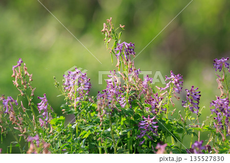 独特な筒状の紫色の花を咲かせるムラサキケマン 135527830