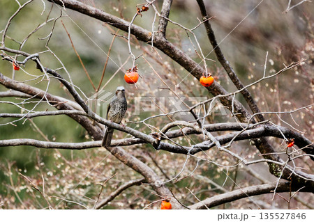 柿の枝に止まるヒヨドリ科ヒヨドリ 135527846
