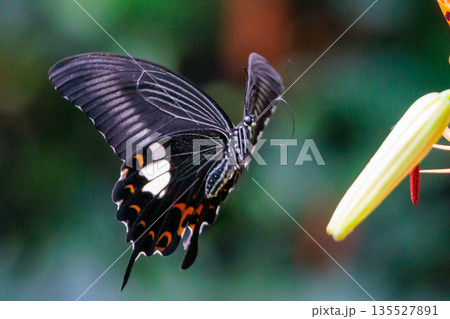 黒い翅に白い紋が特徴的な日本最大級のアゲハチョウ 135527891