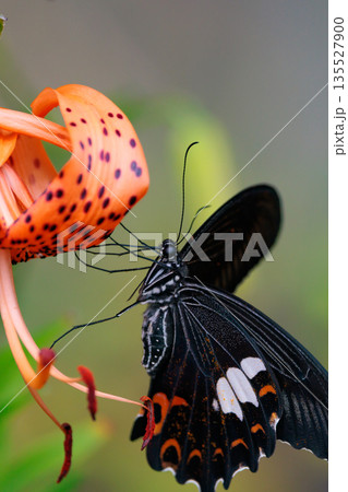 黒い翅に白い紋が特徴的な日本最大級のアゲハチョウ 135527900
