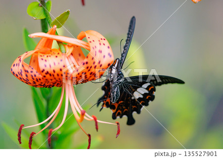 黒い翅に白い紋が特徴的な日本最大級のアゲハチョウ 135527901