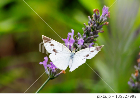 ひらひらと舞う白い妖精　モンシロチョウ 135527998