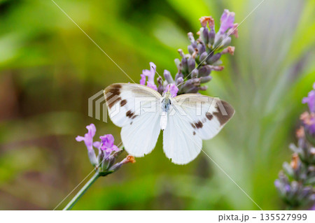 ひらひらと舞う白い妖精 モンシロチョウ ひらひらと舞う白い妖精 モンシロチョウ 135527999
