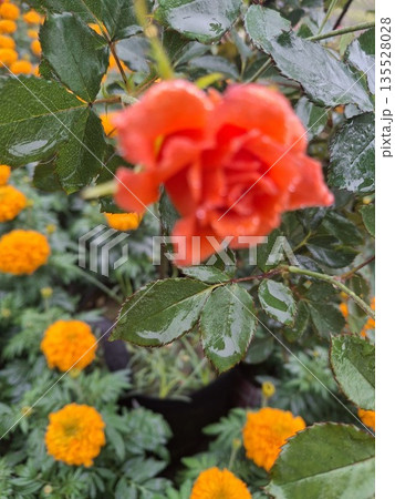 Vibrant red rose and orange marigolds in a lush garden with wet leaves and bright colors Vibrant red rose and orange marigolds in a lush garden with wet leaves and bright colors 135528028