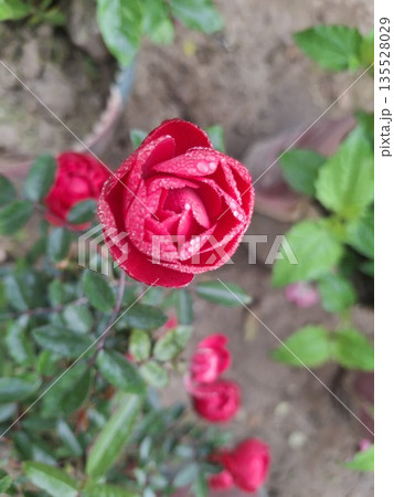 Vibrant red rose in a garden setting with layered petals and nearby buds Vibrant red rose in a garden setting with layered petals and nearby buds 135528029