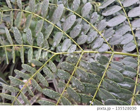 Vibrant, detailed close-up of oval leaflets along slender stems, speckled with rain droplets 135528030