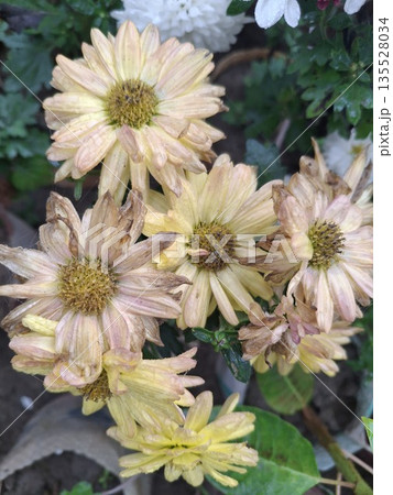 Wilted and fading flowers in a garden with green foliage, capturing seasonal change and natural beauty 135528034