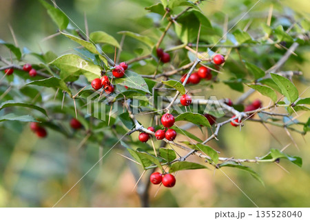 アリドオシ　Coralberry 135528040