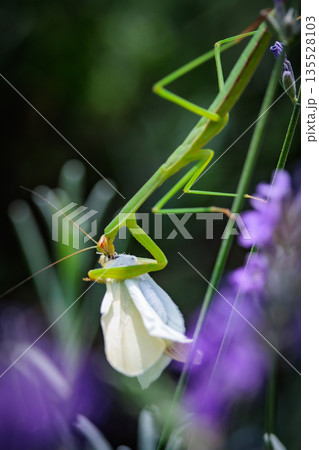 ひらひらと舞う白い妖精 モンシロチョウ ひらひらと舞う白い妖精 モンシロチョウ 135528103