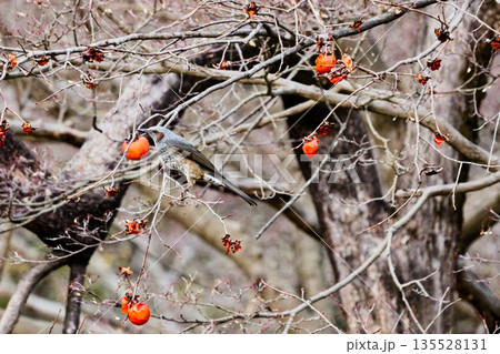 柿の枝に止まるヒヨドリ科ヒヨドリ 135528131