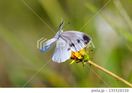 ひらひらと舞う白い妖精 モンシロチョウ ひらひらと舞う白い妖精 モンシロチョウ 135528150