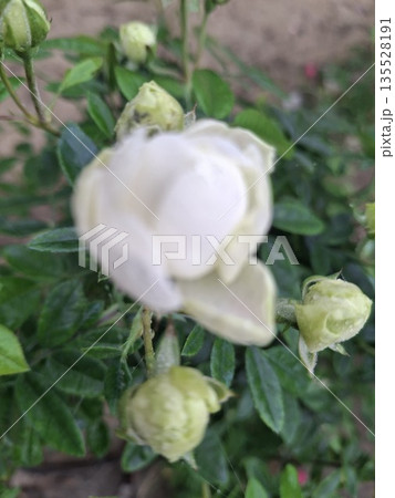 Close-up of a white rose flower with green leaves and buds in a garden settin 135528191