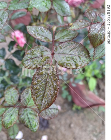 Close-up of dew-covered rose bush leaves with pink flowers in background during rainy weather Close-up of dew-covered rose bush leaves with pink flowers in background during rainy weather 135528192