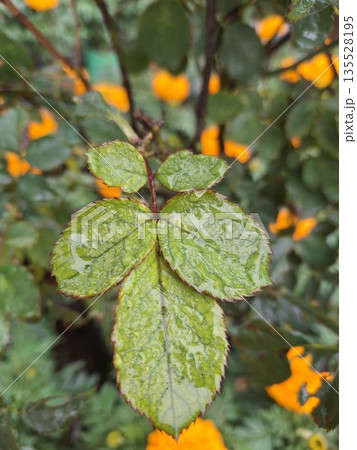 Close-up of dewy green leaves with red edges on a rainy day showing vibrant colors and fresh nature ambiance 135528195