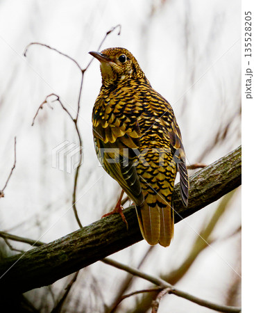 枝に止まるツグミ科トラツグミ 135528205