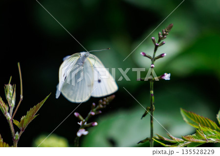 ひらひらと舞う白い妖精　モンシロチョウ 135528229