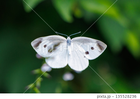 ひらひらと舞う白い妖精　モンシロチョウ 135528236