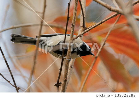 シジュウカラ科シジュウカラの採餌行動 135528298