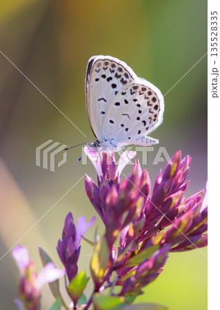 小型で綺麗だけれど繁殖適応力の高さから発見頻度の高い蝶　ヤマトシジミ 135528335