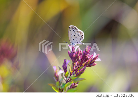 小型で綺麗だけれど繁殖適応力の高さから発見頻度の高い蝶　ヤマトシジミ 135528336