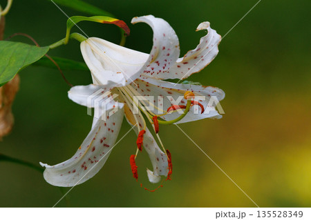 夏に大輪を咲かせて百合の女王と呼ばれる日本特産の百合ヤマユリ 135528349