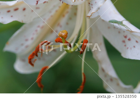 夏に大輪を咲かせて百合の女王と呼ばれる日本特産の百合ヤマユリ 135528350