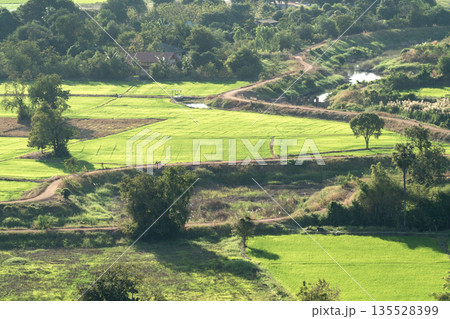 Aerial view of vibrant green rice paddies with winding dirt paths in a rural landscape. Scenic agricultural fields under warm sunlight featuring trees, water canals, and a distant farmhouse. 135528399