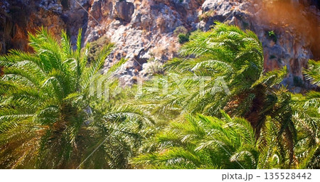 Scenic Palm Grove With Cliffs, Vivid Outdoor Scene Featuring Rocky Cliffs And Swaying Palm Fronds 135528442