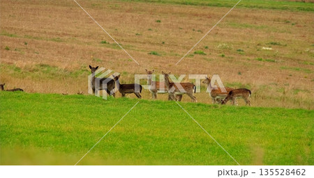 Deer Grazing Peacefully, Serene Deer Group Peacefully Forages In Bright Daylight At Countryside Edge 135528462