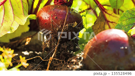Locally Grown Root Vegetables Included, Beets Cultivated Nearby With Soil And Lush Leafy Tops Present Locally Grown Root Vegetables Included, Beets Cultivated Nearby With Soil And Lush Leafy Tops Present 135528496