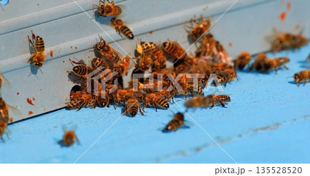 Rural Apiary With Busy Bees Producing Honey, Close View Of Bees Guarding Hive With Pollen During Summer 135528520