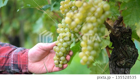 Person Wearing Plaid Sleeve Carefully Inspects Ripening Grapes To Determine Harvest Readiness 135528535