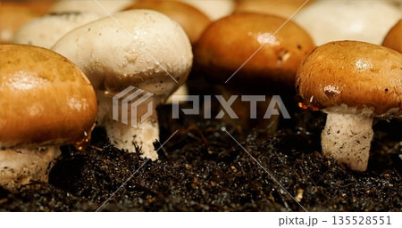 Mushrooms In Soil, Earthy Mushrooms In Moist Ground, Closeup Of Mushrooms In Dark Soil Environment 135528551