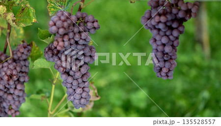 Mature Grape Cluster Hanging On Vine, Lush Purple Grape Collection Ready For Harvest On Vine Mature Grape Cluster Hanging On Vine, Lush Purple Grape Collection Ready For Harvest On Vine 135528557