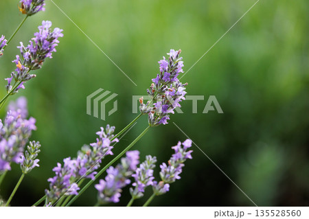 薬や調理に利用され、芳香植物として香りも活用される花ラベンダー 薬や調理に利用され、芳香植物として香りも活用される花ラベンダー 135528560