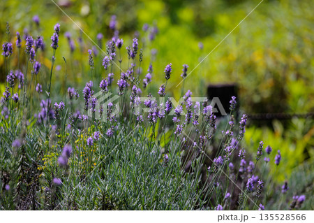 薬や調理に利用され、芳香植物として香りも活用される花ラベンダー 135528566