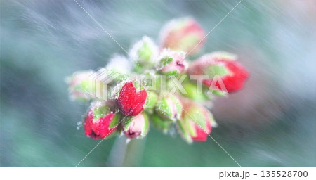 Delicate Red Buds, Calm And Minimalist Scene Featuring Dewcovered Red Flower Buds With Pastel Background 135528700