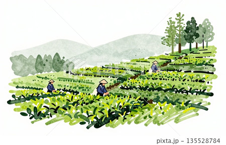 Watercolor Style Asian Farmers Harvesting in Terraced Green Tea Plantation. 135528784