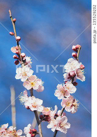 青空に映える白梅 青空に映える白梅 135529202