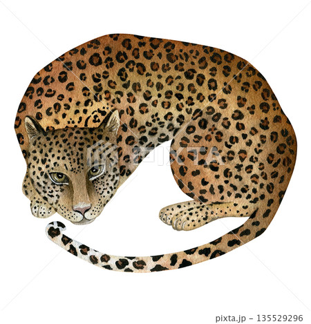 Curled-up leopard. Hand-drawn watercolor illustration isolated on a transparent background. Watercolor illustration for textile design, wallpaper, prints, and banners. Curled-up leopard. Hand-drawn watercolor illustration isolated on a transparent background. Watercolor illustration for textile design, wallpaper, prints, and banners. 135529296