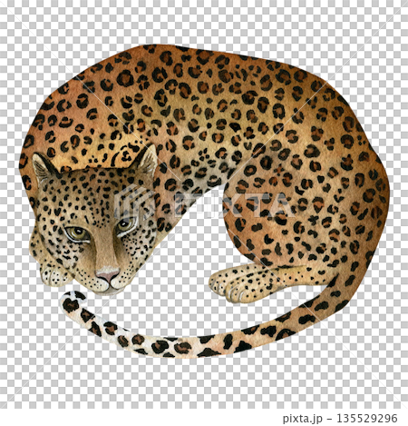 Curled-up leopard. Hand-drawn watercolor illustration isolated on a transparent background. Watercolor illustration for textile design, wallpaper, prints, and banners. Curled-up leopard. Hand-drawn watercolor illustration isolated on a transparent background. Watercolor illustration for textile design, wallpaper, prints, and banners. 135529296