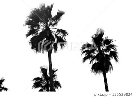 ヤシの木並木 135529824