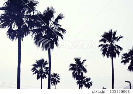 ヤシの木並木 135530068