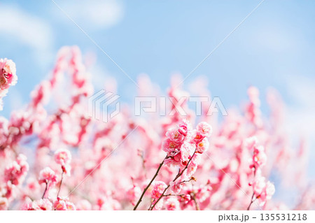 春の訪れを告げる梅の花 135531218