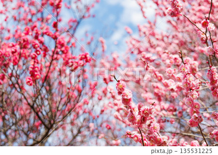 春の訪れを告げる梅の花 春の訪れを告げる梅の花 135531225