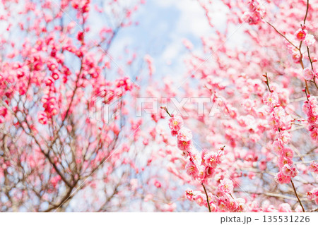 春の訪れを告げる梅の花 春の訪れを告げる梅の花 135531226