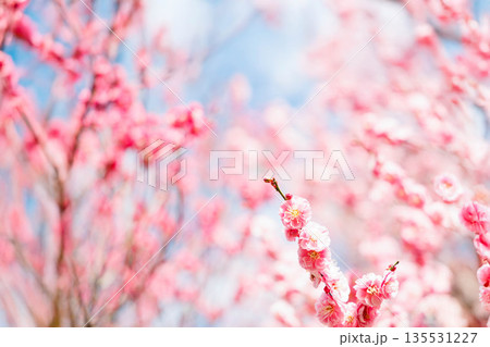 春の訪れを告げる梅の花 春の訪れを告げる梅の花 135531227