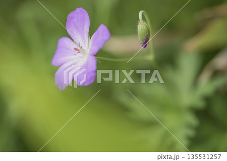 可憐な赤花夕化粧 135531257